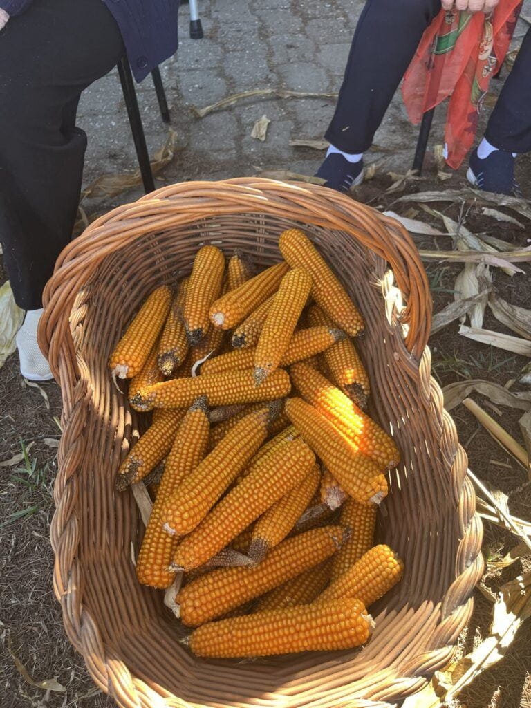 "Reviver as nossas tradições" | Desfolhada do Centro de Dia do CSPR