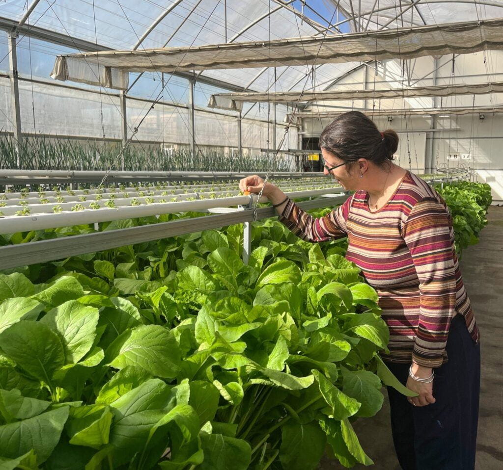 Culturas de outono florescem na Horta Acessível