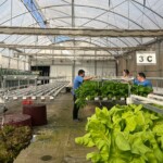 Culturas de outono florescem na Horta Acessível