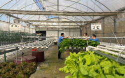 Culturas de outono florescem na Horta Acessível