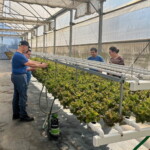 Culturas de outono florescem na Horta Acessível