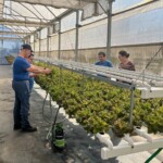 Culturas de outono florescem na Horta Acessível