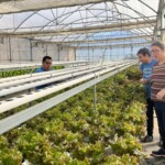 Culturas de outono florescem na Horta Acessível