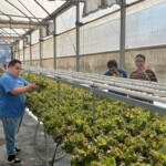 Culturas de outono florescem na Horta Acessível