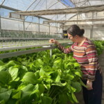 Culturas de outono florescem na Horta Acessível