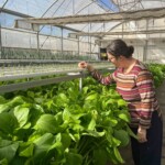Culturas de outono florescem na Horta Acessível