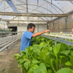 Culturas de outono florescem na Horta Acessível