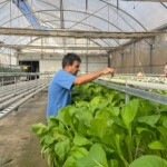 Culturas de outono florescem na Horta Acessível