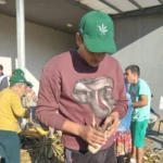Desfolhada Inclusiva