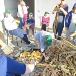 Desfolhada Inclusiva